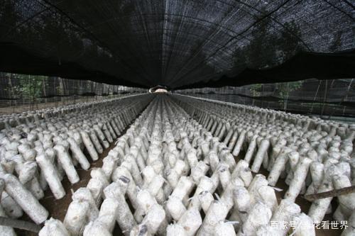无公害绿色食用菌生产技术指南